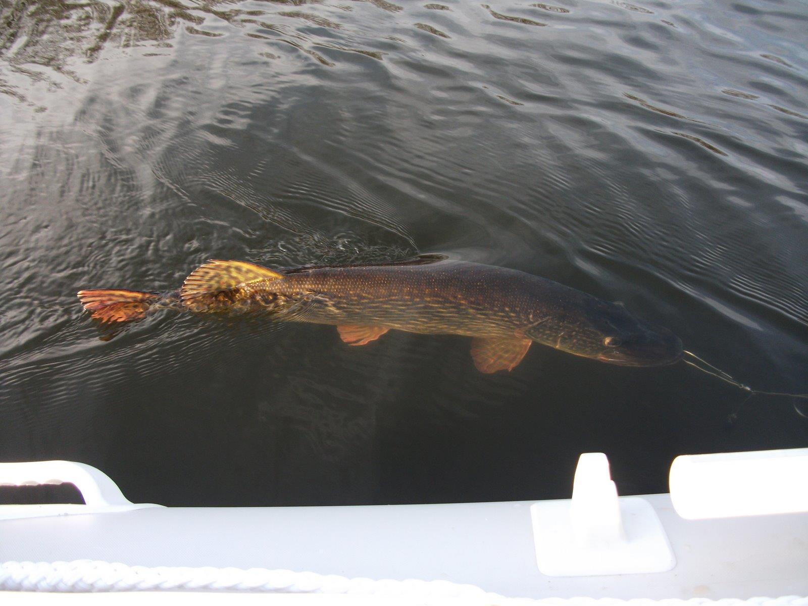 capturi - in drum spre eliberare